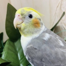 いい～えーがおっ！！　オカメインコ　パイド