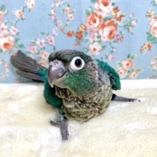 ウロコインコ  ブルー💙  8/14
