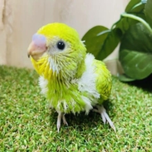 表情豊かにアピールできてる？？　セキセイインコ　スパングル