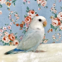 コザクラインコ　パリッドブルーシナモン　男の子　8/24