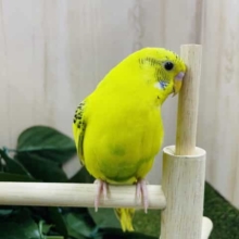 最新画像になりますよ～！！！見た目はカッコよく！中身は可愛く！ セキセイインコ ハルクイン