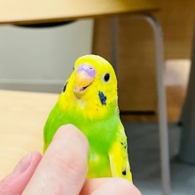 おめめクリクリ！ツンデレインコさん！セキセイインコ(パイド)