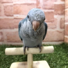 雲一つないカラー　オキナインコ　ブルー　R４　８／３撮影