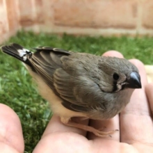 ウブウブ！　キンカチョウ（ノーマル）入舎です！Ｒ４　８／４撮影