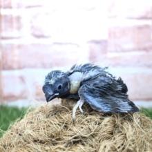 定番キンちゃんまたまた入舎　キンカチョウ　R４　８／２４撮影