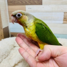 ほっぺｶｷｶｷでうっとり顔に♡ホオミドリウロコインコ(パイナップル)さん♪