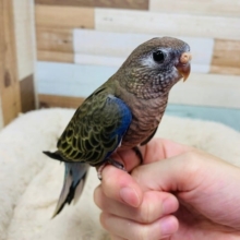 落ち着いた色合い♪アキクサインコ(ノーマル)さん☆