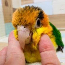 いつでも甘えんぼ♡シロハラインコさん♪