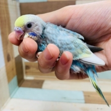頭を隠そうと必死笑　セキセイインコ(パステルレインボー)さん！