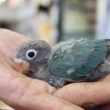 ボタンちゃんがやって来た💙♩ヒナヒナだよ♩