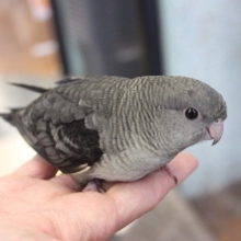 最高にかっこいい❢❢サザナミインコさんです♥