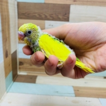 まつど店でこの価格はラスト!!わたわたのセキセイインコ(パイド)さん♪