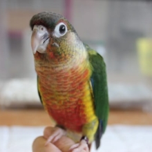ヒナご飯卒業❢手乗りウロコインコ💚(ワキコガネ)