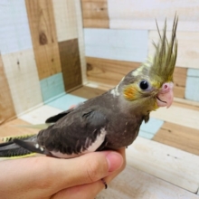 スクスク成長中♪羽根はえそろってきています！オカメインコ(ノーマル)さん☆