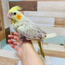 むちむちボディ♪たくさん動き回ります！オカメインコ(シナモンパール)さん♪