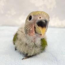 ピピピ💛コザクラインコ（ノーマル）　2022年7月生まれ