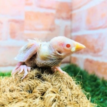 これは奇跡か！　シナモン文鳥　R４　８／３０撮影