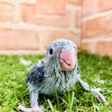 人気のブルーカラーです　マメルリハインコ　ブルー 　R4８／３１撮影