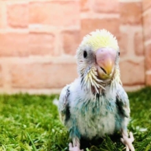 人気のパステルカラー　セキセイインコ　パステルレインボー　R４　８／３１撮影