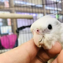 控えめにパール感　オカメインコWFパールパイド  R4  7/16