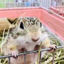 慣れて来てます！ジュウサンセンジリスさん☆