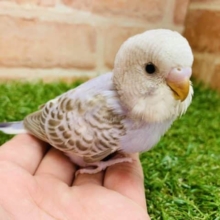 魅惑のカラー！　セキセイインコ　シナモンオパーリン入舎です！Ｒ４　８／４撮影