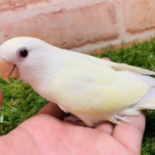 【最新画像☆】レアカラー！！　コザクラインコ　クリームイノ入舎です！！　Ｒ４　８／１９撮影