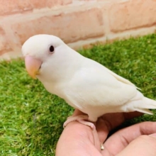 緊急入舎！　コザクラインコ　ブルーイノ（アルビノ）　入舎です！　Ｒ４ ８/２３撮影