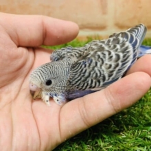 意外に珍しい？！　セキセイインコ　ノーマル入舎です！　Ｒ４　８／１９撮影