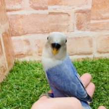 緊急入荷！　コザクラインコ（トゥールブルーオパーリン男の子♂）　入舎です！　Ｒ４ ８/２３撮影