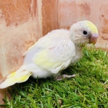 魅惑のクリームカラー♪　セキセイインコ（クリームパイド）入舎です！　Ｒ４　８／２３撮影