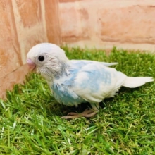綺麗なスカイブルー♪　セキセイインコ（スパングル）入舎です！　Ｒ４　８／２３撮影