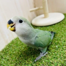 最新画像になりますよ～！！大人気カラー♪ブルー系はお好きですか！？　コザクラインコ　ブルーチェリー