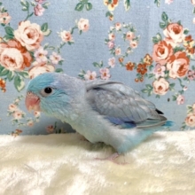 マメルリハ　パステルブルー💙（スパングル系）　9月14日