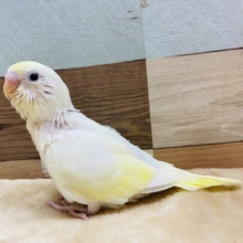 クリーム色の上品なカラーのセキセイインコさんです♪