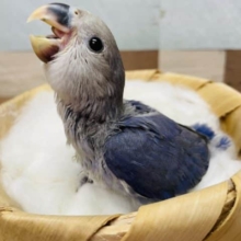 濃いめのカラーがカッコいい！！コザクラインコのダークバイオレットカラー！