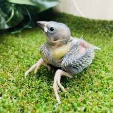 お久しぶりの！！シルバー文鳥さんです！！　シルバー文鳥