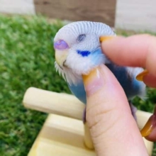 最新画像有り☆食いしん坊な元気っ子！！セキセイインコのスパングルカラー！