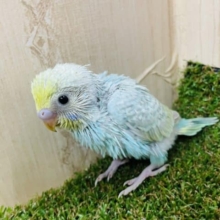 きゅるるん顔がたまりません！！　セキセイインコ　レインボー