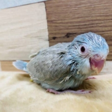 ぽわっとした表情に釘付けです♡赤目のマメちゃんやって来ました〜