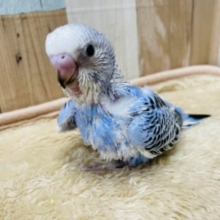 食いしん坊な元気っ仔！セキセイインコのオパーリンカラー！
