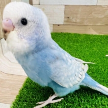 ちょこっと黒がチャームポイント♡スパングルセキセイインコ♪