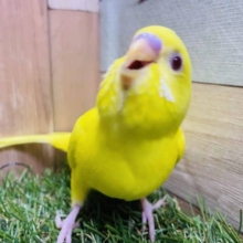 最新画像有り☆眩しいぐらいのイエローカラー☆セキセイインコルチノー