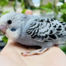 落ち着いたカラーが好きな方！控えめ系な性格の子‪☆セキセイインコ(グレーオパーリン)