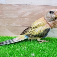 ピンク色の天使？？ローズアキクサインコさん！