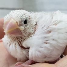 1羽限定です！白文鳥雛雛入荷！