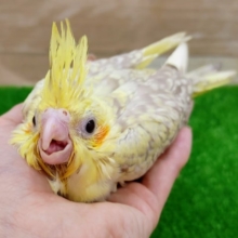 オカメインコ(シナモンパール)のヒナ入荷しました〜❤