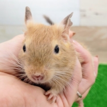 デグーベビー(サンド)の女の子入荷しました〜❤