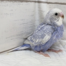 白いお顔が可愛らしい〜🤍　セキセイインコ(スパングル)