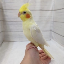 白いボディとオレンジほっぺ〜🏵️　オカメインコ(ルチノー)